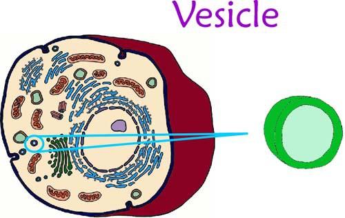 Lysosome Structure Small vesicles that are