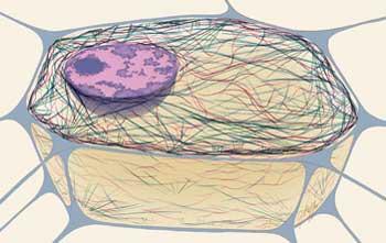 Cytoskeleton Structure Long and thin filaments which extend around the cytoplasm