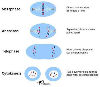 The phases of mitosis