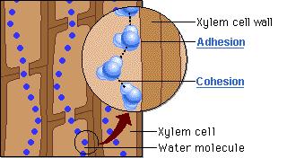 The xylem transports water in plants Water is pulled up the xylem as each water particle sticks to each other.