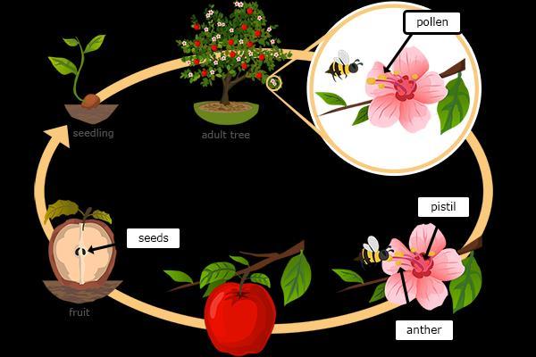 Flowering Plant life cycle All flowering plants develop flowers that produce male pollen and female eggs. The number and structure of these depend on the species of plant.
