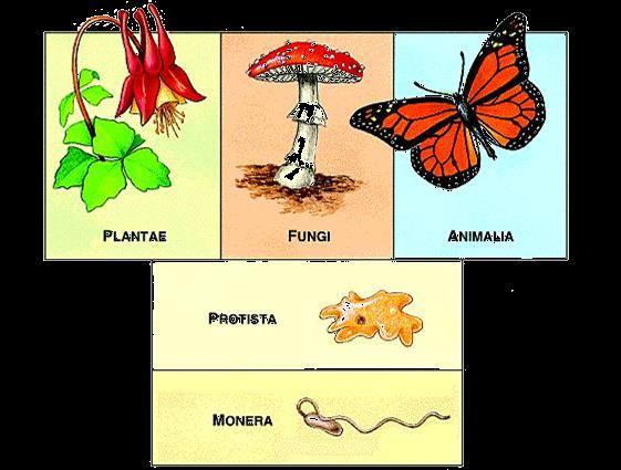 The main groups that living things are classified into; Bacteria (Monera), Protista, Animals, Plants, Fungi