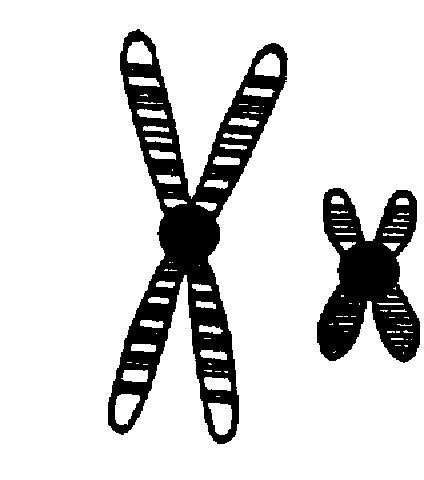 chromosomes?. centrioles.