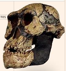 Australopithecus afarensis The species A. afarensis is one of the better known australopithecines, merely with regard to the number of samples attributed to the species.