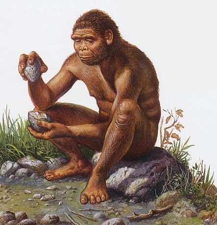 Homo habilis H. habilis is nicknamed the "handy man. This is because it was the first hominid with fossil evidence of tools found with its remains. Its diet included some meat but mostly vegetation.