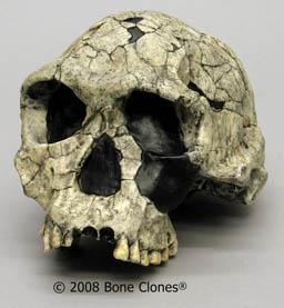 The back teeth are smaller, but still considerably larger than in modern humans. The average brain size, at 650 cubic cm, is considerably larger than in australopithecines.