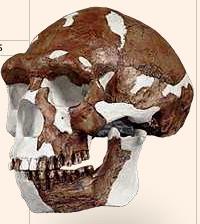 Homo erectus H. erectus existed between 1.8 million and 300,000 years ago.