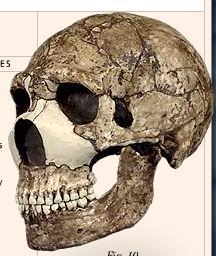 Homo neanderthalensis Neanderthals existed between 230,000 and 30,000 years ago.