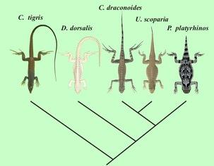 Phylogeny Phylogeny = evolutionary relationships among groups of species When one species splits into 2 Share