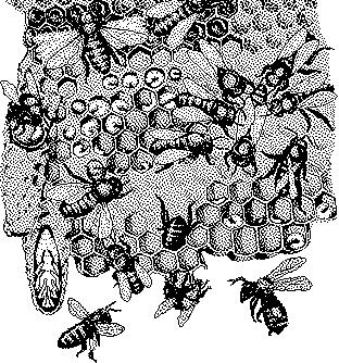 Page 1 of 13 The Biology of the Honeybee, Apis Mellifera NOTE: The images found in this document have been redrawn from Mark L. Winston. 1987. The Biology of the Honey Bee. Harvard University Press.