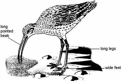 Q1. The drawing shows a bird called a curlew. It feeds on small animals which live in mud by the sea. It lays spotted eggs in a nest on the ground.