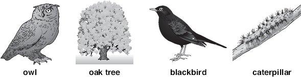 Q2. The drawings below show four living things found in a wood. not to scale Caterpillars eat oak leaves. Owls eat blackbirds. Blackbirds eat caterpillars.