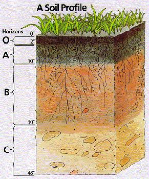 (humus) Void space water Void space air Pedosphere: soil