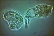 Credit: Micrographia 2 Amoeba Credit: Micrographia Single-cell prokaryotes form in the sea Single-cell