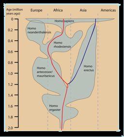 : Homonids Phylogeny: study of evolutionary relatedness Source: