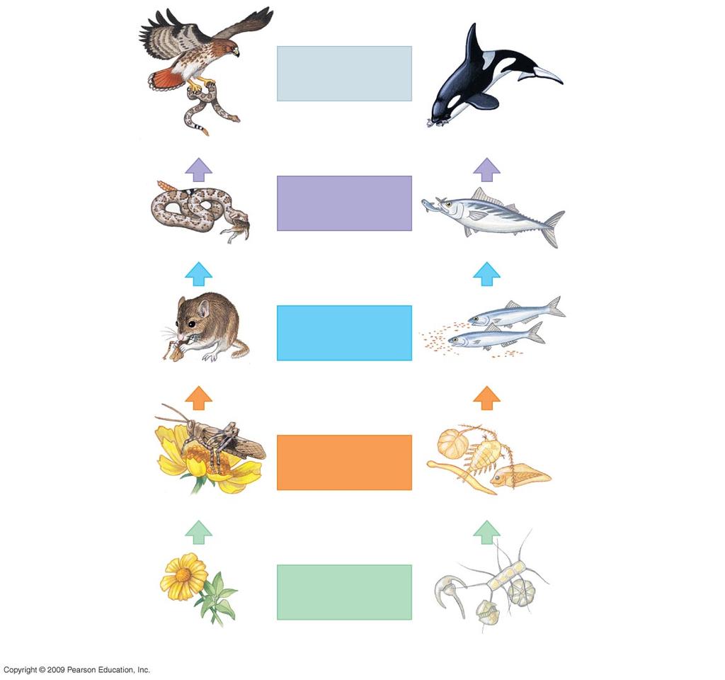 Hawk Trophic level Quaternary Killer whale Snake Tertiary Tuna Mouse Secondary Herring