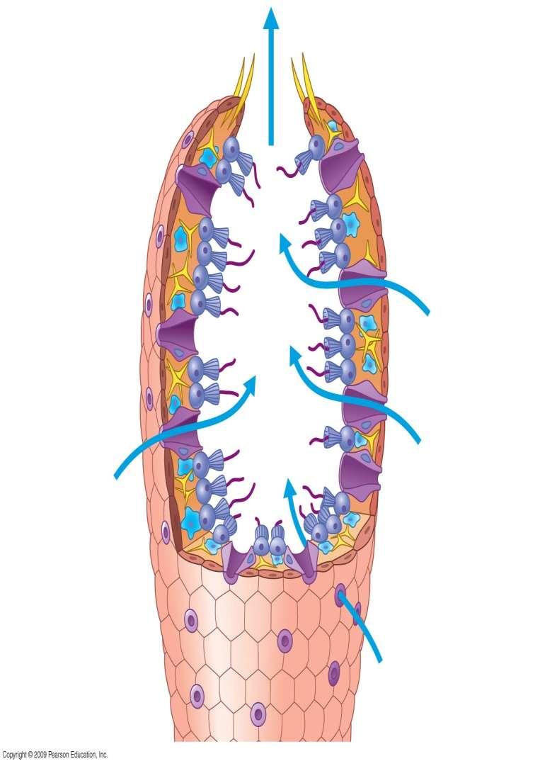 Pores Amoebocyte Choanocyte Skeletal fiber Water flow