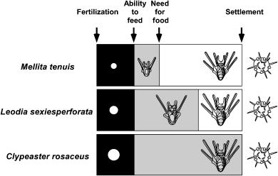 Heyland et al. Fig. 1. The concept of facultative feeding (McEdward 1997) exemplified by three closely related echinoid species developing from different egg sizes.