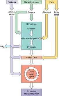 Earth Glycolysis evolved very early eople can t live on