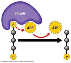 Glycolysis: the splitting of First step in cellular respiration sugar Occurs in the cytoplasm The enzymes involved are dissolved in cytoplasm!