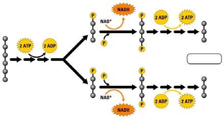 Glycolysis generates NADH NADH Later! What is meant by a high energy electron?