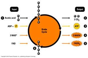 Respiration NAD+ reduced NAD + + + 1 H + NADH FADH art : Krebs ycle art : Krebs