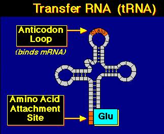 trna ribosomal RNA snorna microrna etc Non-coding genes Source: http://www.emc.maricopa.edu/faculty/farabee/biobk/biobookrotsyn.