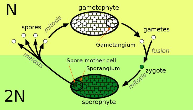 Generalized Life Cycle in Plants Alternation of generations = cycle between haploid