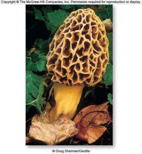 And a really yummy one a morel.