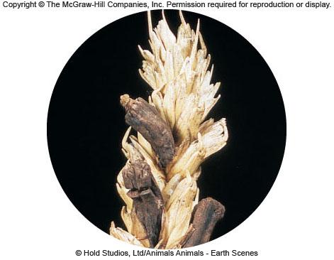 Claviceps purpurea, ergot, infecting wheat In the Middle ages this caused St.