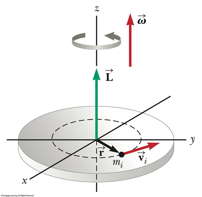 Angular Momentum of a Rotating Rigid Object The rigid object is a non-deformable system.