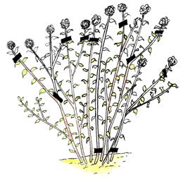 Some might simply need a light prune to remove spent flowers if necessary or to shape the plant, whereas others may need regular hard pruning to encourage new vigorous growth to keep the plant