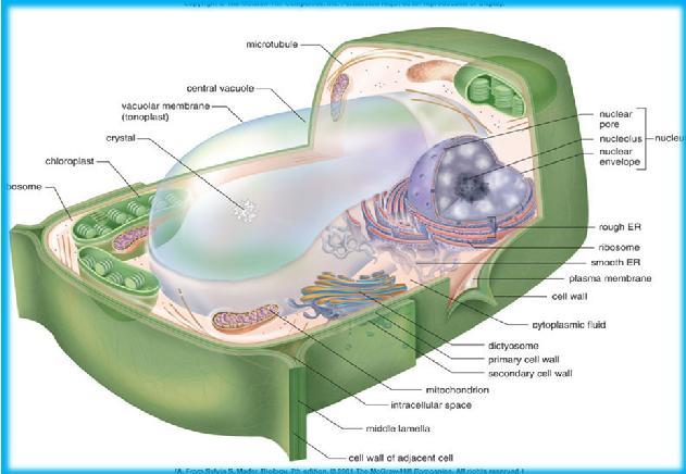 Surrounding the Cell Cells Cells have three basic components a plasma membrane, a central nuclear region, and cytoplasm.