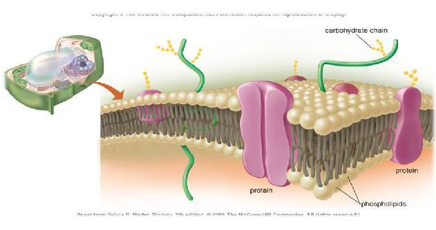 Plasma Membrane Cellular Components Composed of phospholipids arranged in two layers, with proteins interspersed throughout.