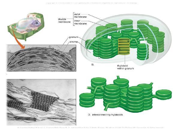 Dictysomes Plastids Chloroplasts are the most conspicuous plastids.