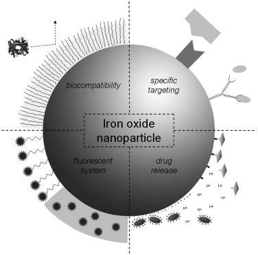 Background and Motivation Most promising magnetic iron oxide nanoparticles for biomedical applications: Magnetite (Fe 3 O 4 ) and maghemite (y-fe 2 O 3 ) Valued for tunable size-dependent magnetic