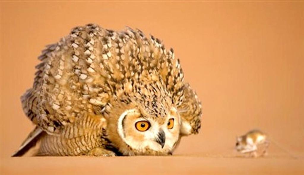 Effects of predation risk by vipers and owls on gerbils and heteromyids Is the effect of multiple