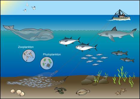 Ecosystem A community of organisms (biotic) in an area and the