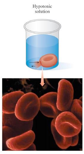 ISOTONIC SOLUTIONS Solutions with the same osmolarity as the cells (0.30) are called isotonic.