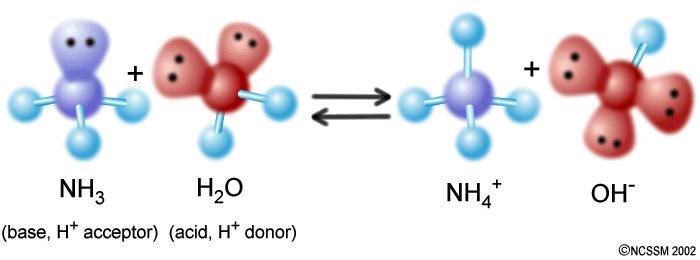 v. The Brønsted-Lowry definition of bases: BASES are proton (H + ) acceptors. Figure 3: Ammonia (NH3) accepts a proton from water to make the ammonium ion. NH3 is an example of a Brønsted-Lowry base.