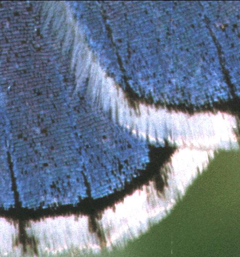 Nature s approach - microstructuring The wing of a butterfly consists of a series of scales each a fraction of a millimetre long.