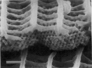 Nature s approach micro-structuring An electron micrograph of a broken scale taken from the butterfly Mitoura Grynea revealing a periodic array of holes responsible