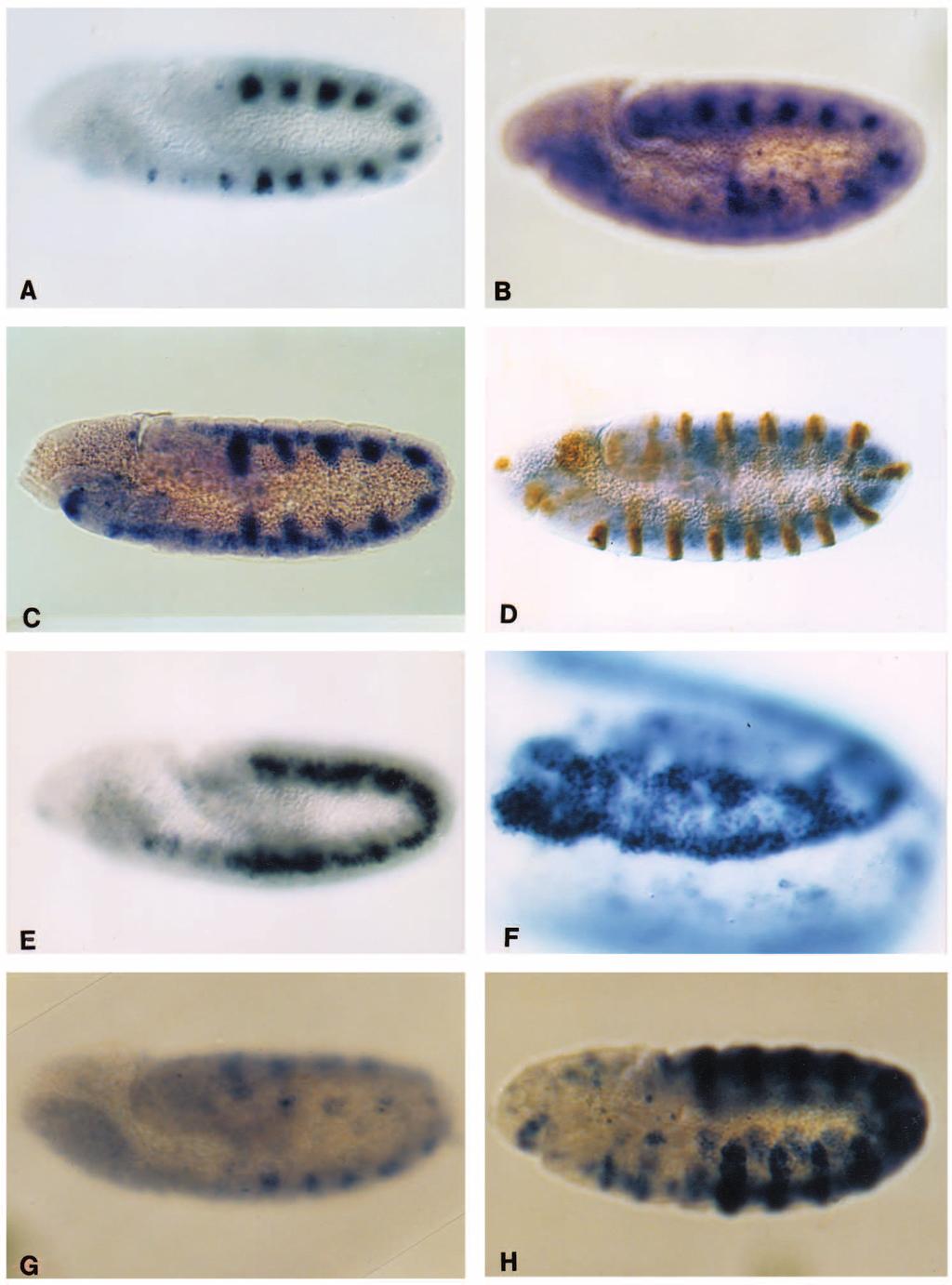 ventral veinless in Drosophila development 3407 Fig. 2. Regulation of vvl expression in the tracheal precursors.