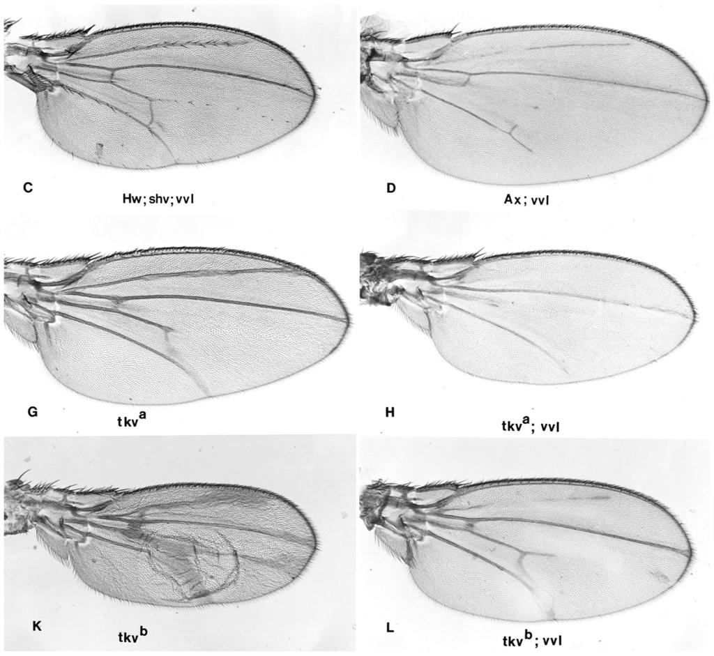 ventral veinless in Drosophila development 3413 different phenotypes observed in vvl clones suggest that the gene is required during wing development for other processes than just vein