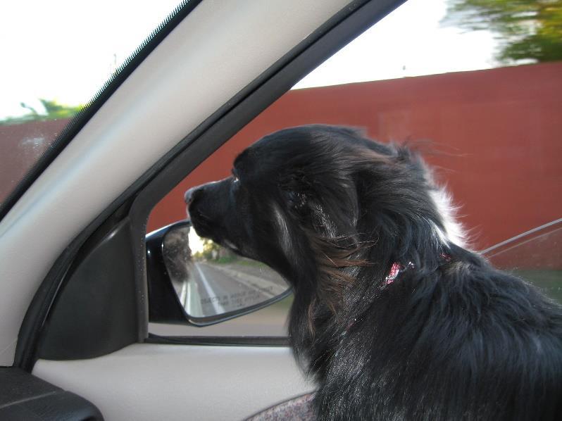 EXAMPLE Imagine a dog sitting in the passenger seat of a car. Suddenly, the brakes are slammed to avoid the bozo driving in front. What happens to the sweet dog?