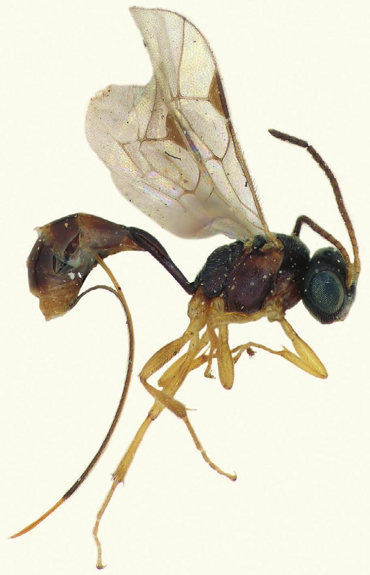 136 AFRICAN INVERTEBRATES, vol. 54 (1), 2013 Fig. 13. Diaparsis evanescens (Morley), holotype, habitus, lateral view. all flagellomeres 1.4 1.6 as long as broad. Malar space 0.