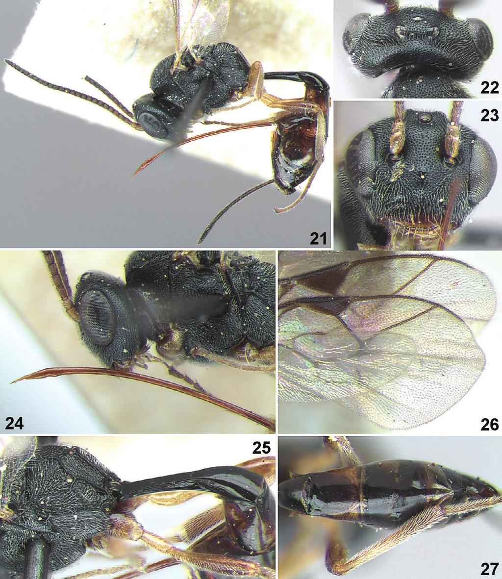 140 AFRICAN INVERTEBRATES, vol. 54 (1), 2013 much longer than lower tooth. Malar space as long as basal width of mandible. Clypeus 2.