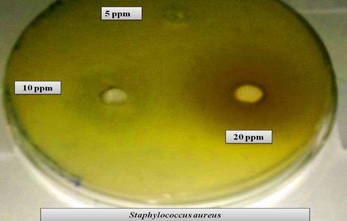 The antimicrobial activity of the nanoparticles synthesized was determined against isolated biofilm producing strain of S. aureus at 10, 15 and 20 ppm.