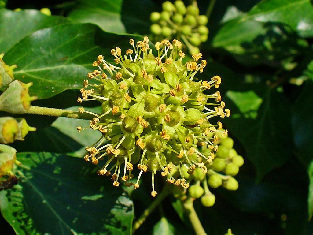 Many people are surprised by quite how different the mature form of ivy is to the more common