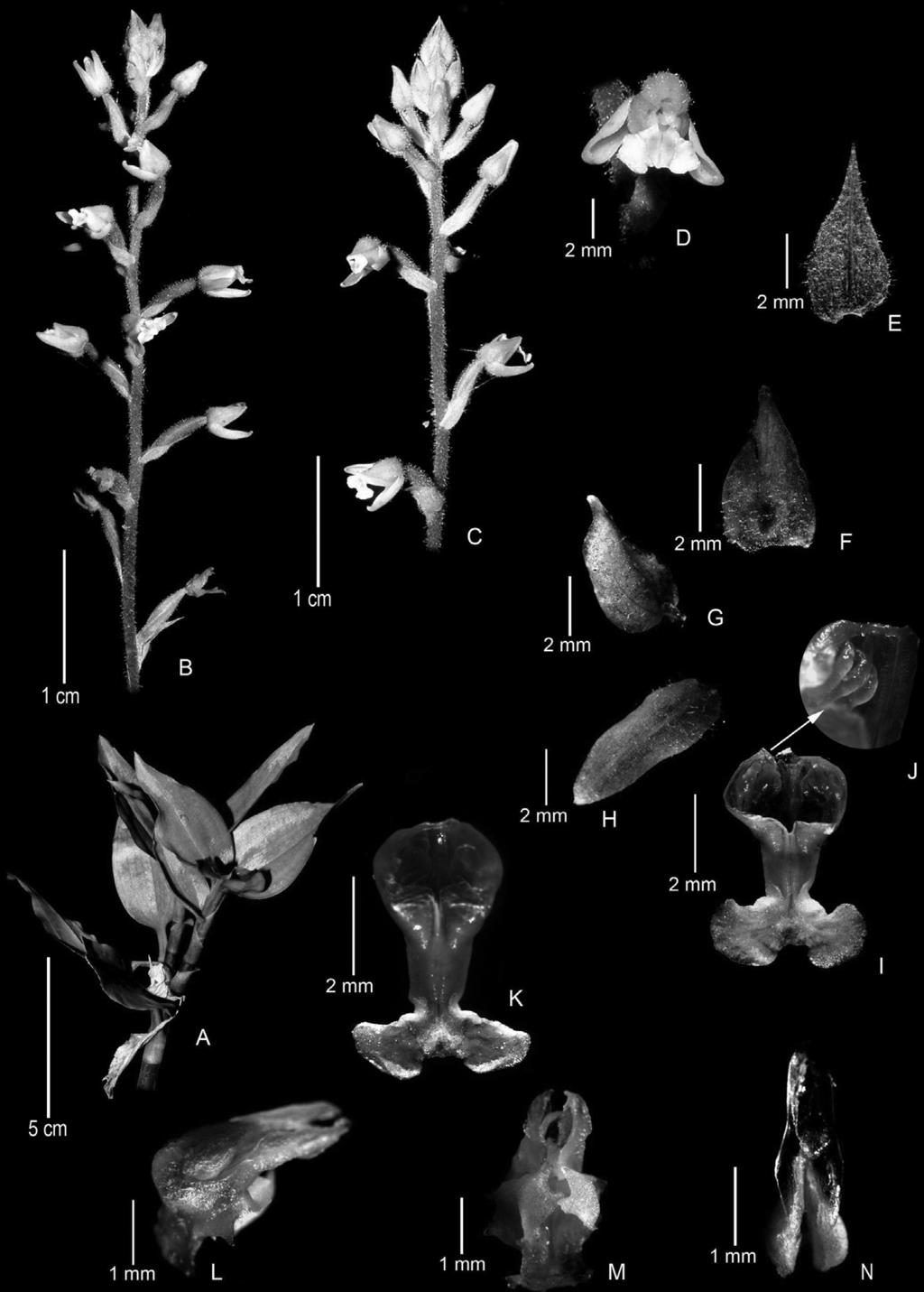 410 Manudev et al. Ann. BOT. Fennici Vol. 51 Fig. 1. Zeuxine rolfiana (from Manudev K.M. & Santhosh Nampy 135327, CALI). A. Portion of stem with leaves. B and C: Inflorescence. D: Flower. E: Bract.